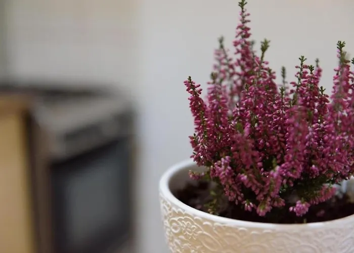 Apartamento Ultracentral With View - Old Town *